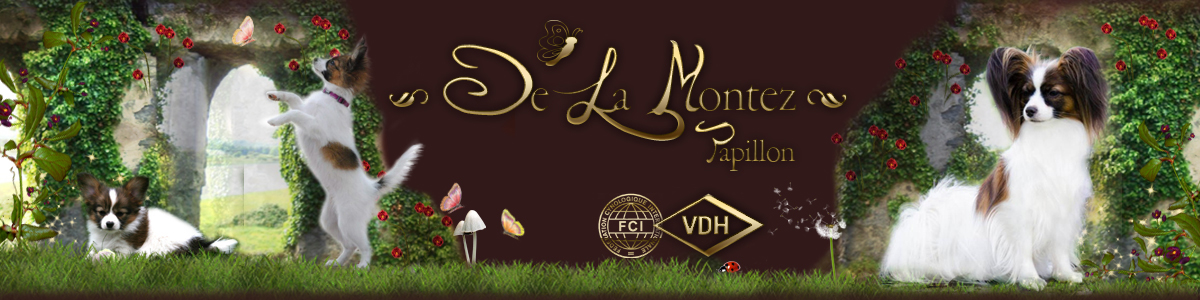 Papillons De La Montez